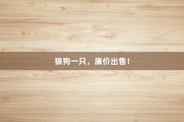 狼狗一只，廉价出售！